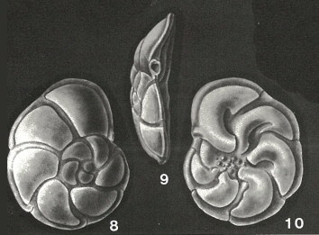 Discorbitura dignita Bandy, 1949 Discorbitura dignita Bandy, 1949