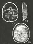 Milesia differens McCulloch, 1977
