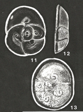 Milesia differens McCulloch, 1977