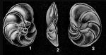 Discorbinella montereyensis Cushman & Martin, 1935