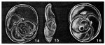 Carlfranklinoides procidua McCulloch, 1977