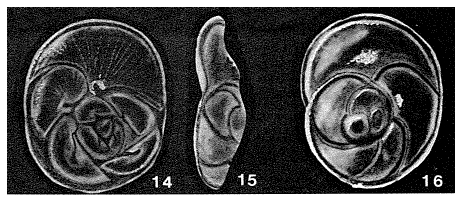 Carlfranklinoides procidua McCulloch, 1977 Carlfranklinoides procidua McCulloch, 1977