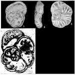 Torresina haddoni Parr, 1947