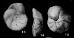 Cibicidina walli Bandy, 1949