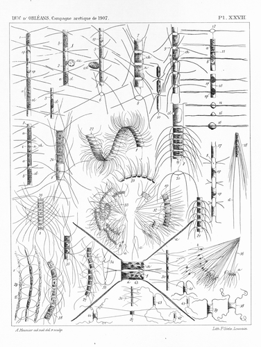 Meunier (1910, pl. 27) Meunier (1910, pl. 27)