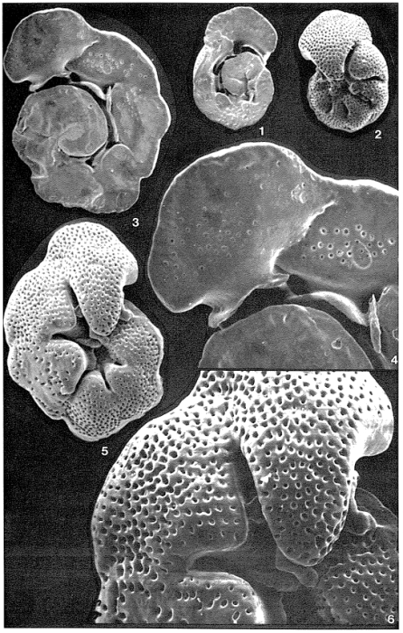 Montfortella bramlettei Loeblich & Tappan, 1963