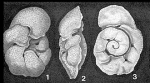 Montfortella bramlettei Loeblich & Tappan, 1963