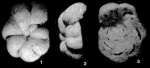 Pseudocibicides occidentalis Le Calvez & Margerel, 1965