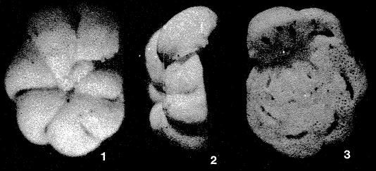 Pseudocibicides occidentalis Le Calvez & Margerel, 1965 Pseudocibicides occidentalis Le Calvez & Margerel, 1965