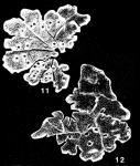Crimmia afueraensis McCulloch, 1977