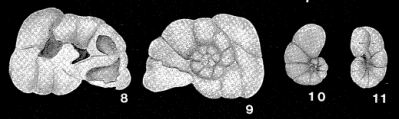Pyropiloides elongatus Zheng, 1979, author: Loeblich & Tappan, 1987