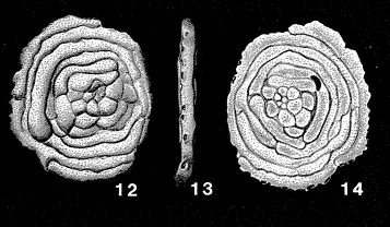 Annulocibicides projectus Cushman & Ponton, 1932 Annulocibicides projectus Cushman & Ponton, 1932