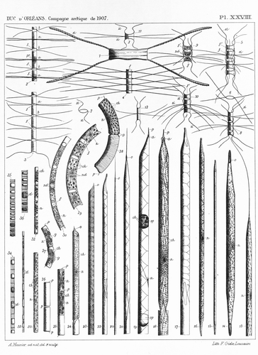 Meunier (1910, pl. 28) Meunier (1910, pl. 28)