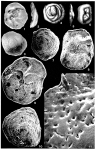 Epithemella martinae (Brotzen, 1936)