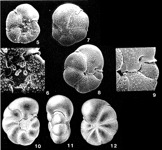 Caribeanella polystoma Bermúdez, 1952 Caribeanella polystoma Bermúdez, 1952