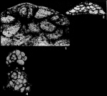 Neoplanorbulinella saipanensis Matsumaru, 1976