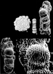 Planolinderina escornebovensis Freudenthal, 1969