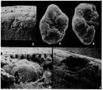 Planorbulinopsis parasita Banner, 1971