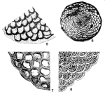 Planorbulina cenomaniana Seguenza, 1882