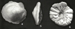 Cymbalopora radiata Hagenow, 1851
