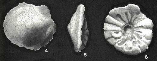 Cymbalopora radiata Hagenow, 1851 Cymbalopora radiata Hagenow, 1851