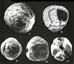 Millettiana millettii (Heron-Allen & Earland, 1915)