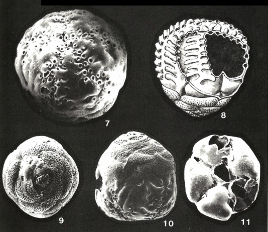 Millettiana millettii (Heron-Allen & Earland, 1915)