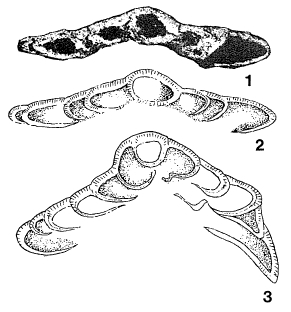 Eofabiania grahami Küpper, 1955 Eofabiania grahami Küpper, 1955