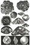 Halkyardia minima (Liebus, 1911)
