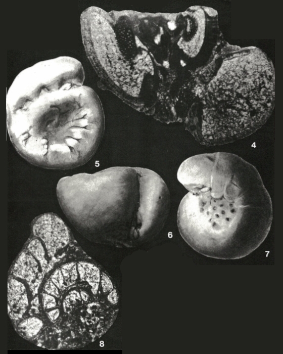 Gyroidinella magna Le Calvez, 1949 Gyroidinella magna Le Calvez, 1949