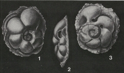 Neocarpenteria cubana Cushman & Bermúdez, 1936, author: Loeblich & Tappan, 1987
