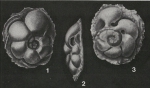 Neocarpenteria cubana Cushman & Bermúdez, 1936