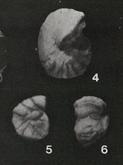Gyroidina protea Cushman & Bermúdez, 1937 Gyroidina protea Cushman & Bermúdez, 1937