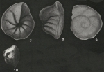 Pseudogloborotalia ranikotensis Haque, 1956