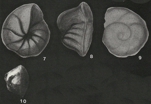Pseudogloborotalia ranikotensis Haque, 1956 Pseudogloborotalia ranikotensis Haque, 1956