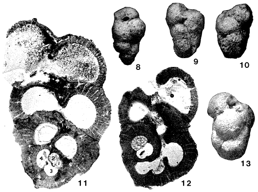 Carpenteria hamiltonensis Glaessner & Wade, 1959 Carpenteria hamiltonensis Glaessner & Wade, 1959