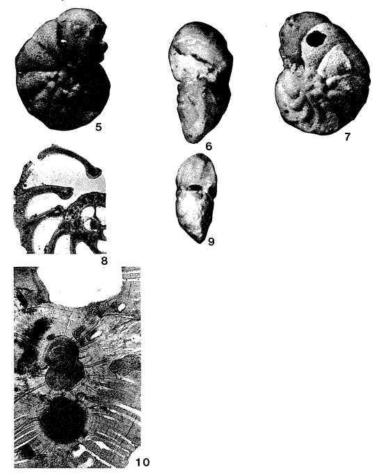 Maslinella chapmani Glaessner & Wade, 1959