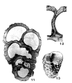 Victoriella conoidea (Rutten, 1914), author: Loeblich & Tappan, 1987