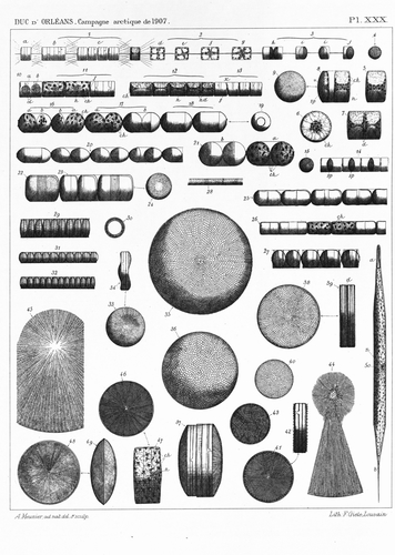 Meunier (1910, pl. 30) Meunier (1910, pl. 30)
