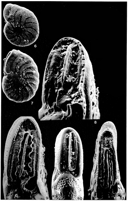 Palmerinella palmerae Bermúdez, 1934 Palmerinella palmerae Bermúdez, 1934