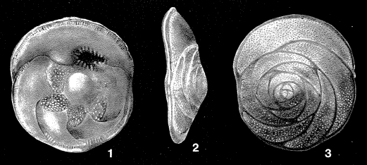 Asterigerinata dominicana Bermúdez, 1949 Asterigerinata dominicana Bermúdez, 1949