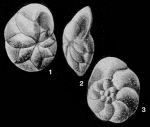 Eoeponidella (Altasterella) riveroae Seiglie, 1965