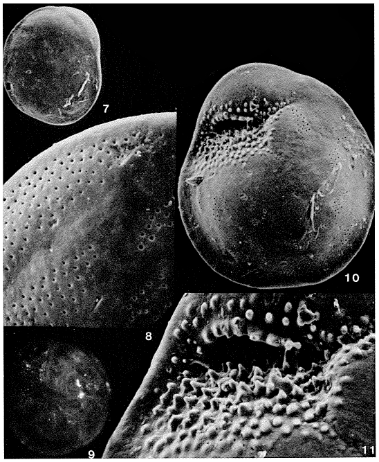 Asterigerinoides guerichi (Franke, 1912)