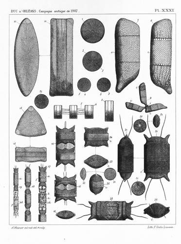 Meunier (1910, pl. 31) Meunier (1910, pl. 31)