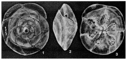 Hubbardina pacifica McCulloch, 1977, author: Loeblich & Tappan, 1987