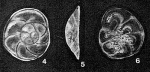 Mullinoides differens McCulloch, 1977