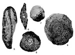 Eulinderina semiradiata Barker & Grimsdale, 1936