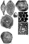 Helicolepidina spiralis (Tobler, 1922)