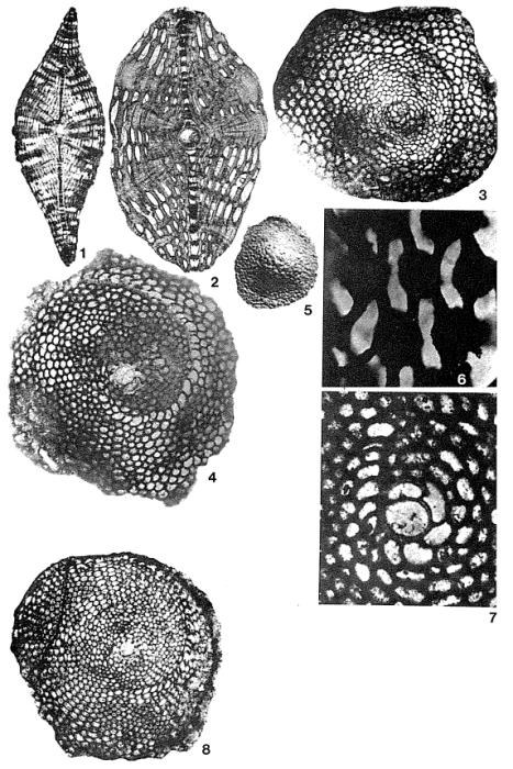 Helicolepidina spiralis (Tobler, 1922)