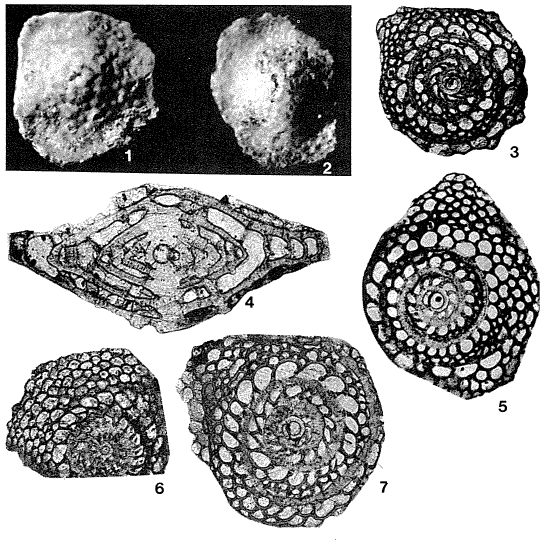 Helicostegina soldadensis Grimsdale, 1941 Helicostegina soldadensis Grimsdale, 1941